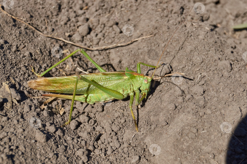 Скачать Зеленый кузнечик, или обыкновенный кузнечик (лат. Tettigonia viridissima). фотосток Ozero