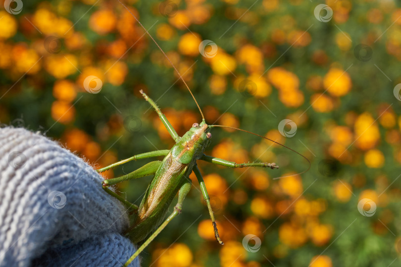 Скачать Зеленый кузнечик, или обыкновенный кузнечик (лат. Tettigonia viridissima). фотосток Ozero