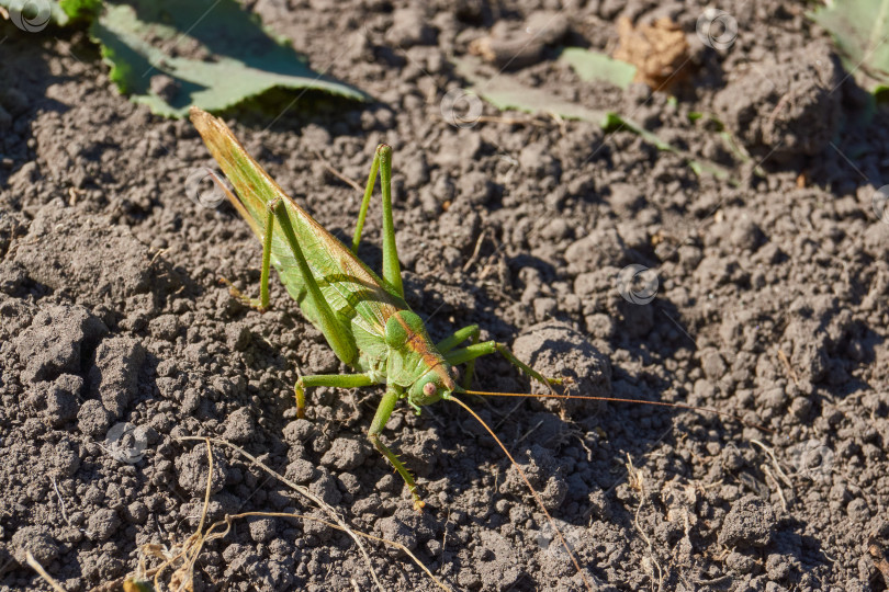 Скачать Зеленый кузнечик, или обыкновенный кузнечик (лат. Tettigonia viridissima). фотосток Ozero