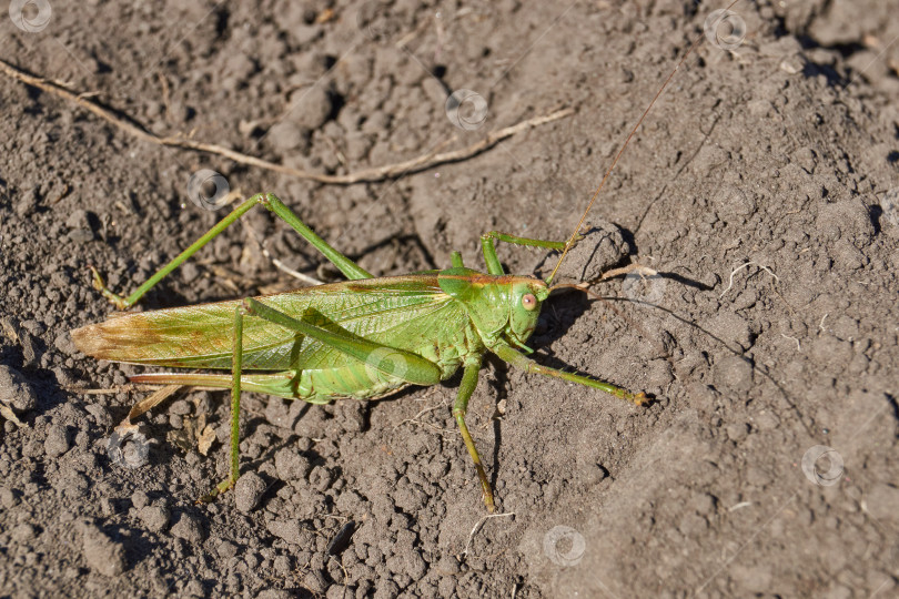 Скачать Зеленый кузнечик, или обыкновенный кузнечик (лат. Tettigonia viridissima). фотосток Ozero