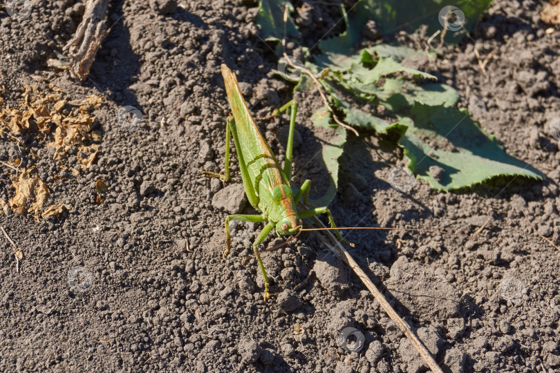 Скачать Зеленый кузнечик, или обыкновенный кузнечик (лат. Tettigonia viridissima). фотосток Ozero