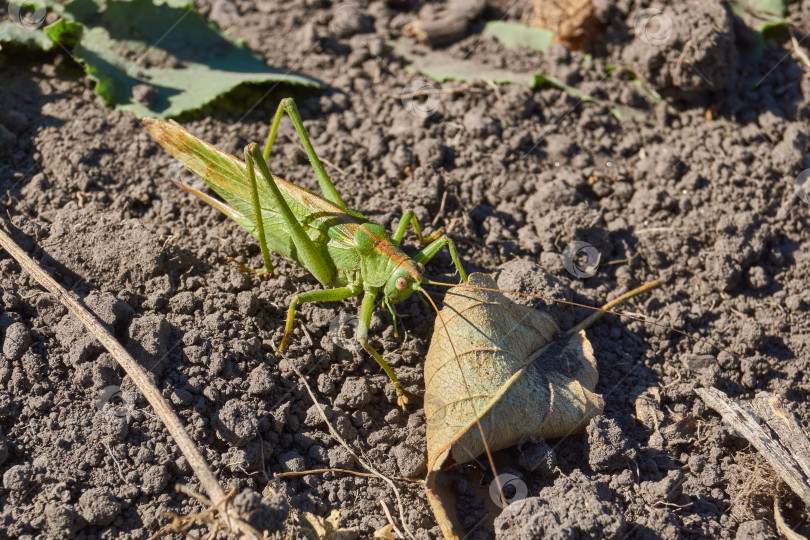 Скачать Зеленый кузнечик, или обыкновенный кузнечик (лат. Tettigonia viridissima). фотосток Ozero