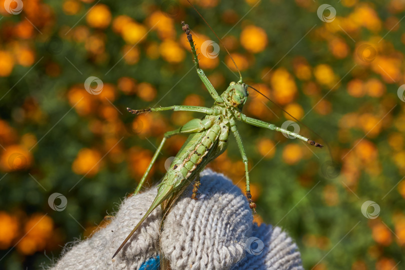 Скачать Зеленый кузнечик, или обыкновенный кузнечик (лат. Tettigonia viridissima). фотосток Ozero