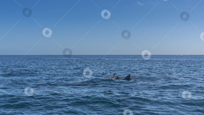 Скачать Над водой видны спинные плавники плавающих дельфинов. фотосток Ozero