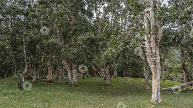 Скачать Роща бумажно-берестяного дерева Melaleuca linariifolia. фотосток Ozero