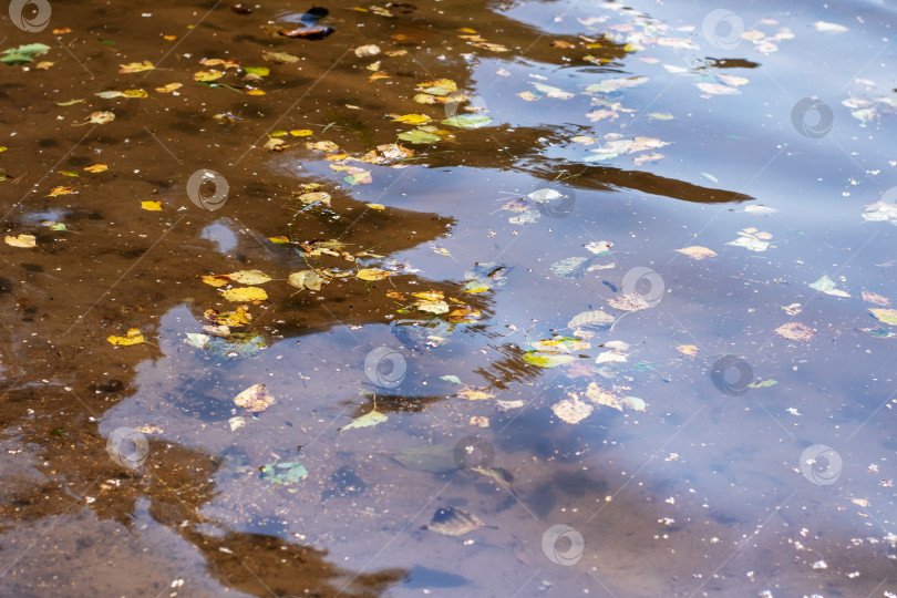 Скачать В небольшой луже воды мягко плавают различные листья фотосток Ozero