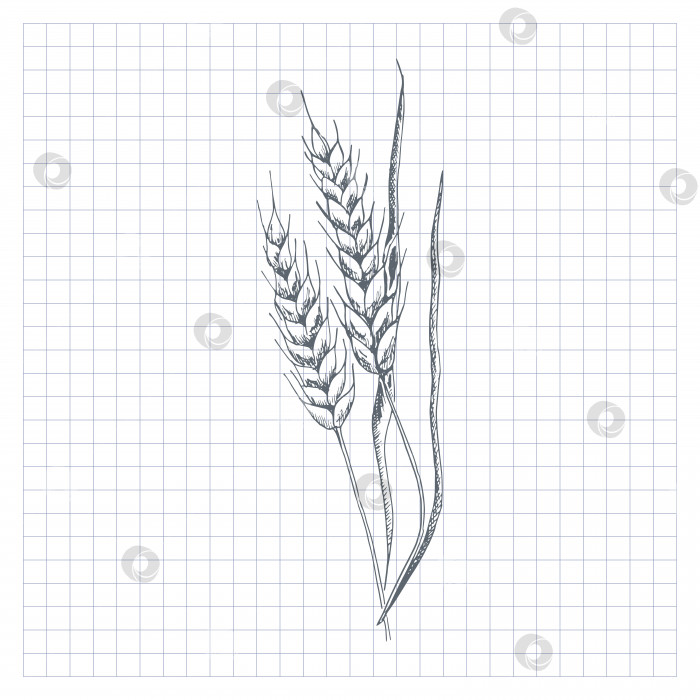 Скачать Набросок пшеницы. Нарисованный от руки колос пшеницы. Векторная иллюстрация в стиле эскиза, изолированная на белом фоне фотосток Ozero