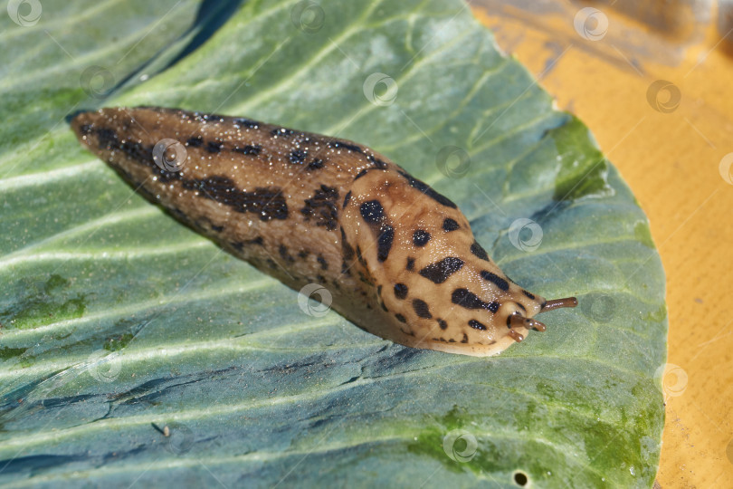 Скачать Большой слизняк (лат. Limax maximus) ползает по капустным листьям. фотосток Ozero