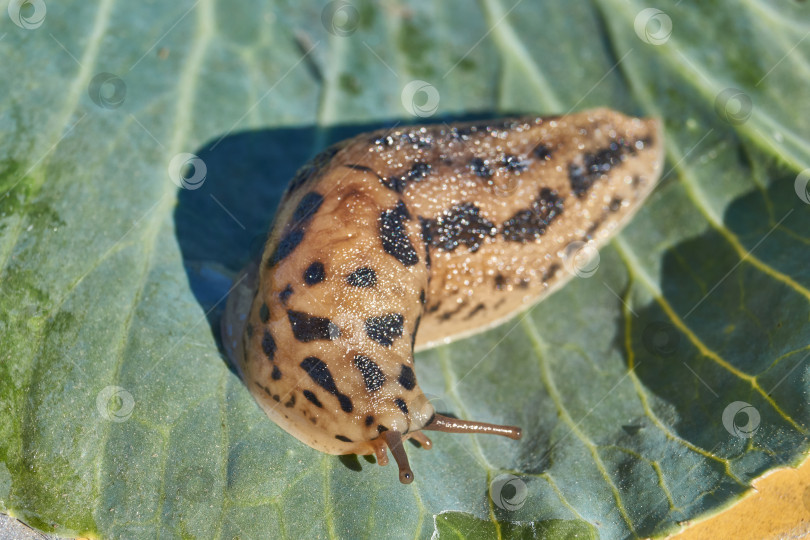 Скачать Большой слизняк (лат. Limax maximus) ползает по капустным листьям. фотосток Ozero