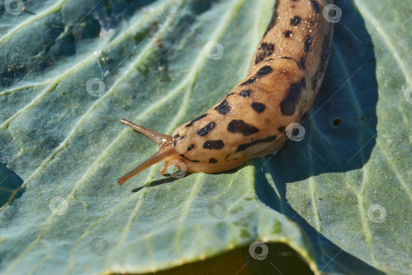 Скачать Большой слизняк (лат. Limax maximus) ползает по капустным листьям. фотосток Ozero