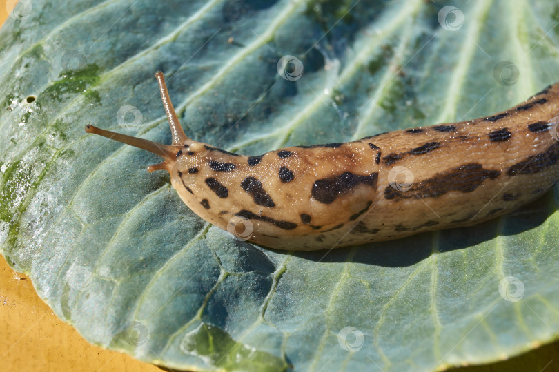 Скачать Большой слизняк (лат. Limax maximus) ползает по капустным листьям. фотосток Ozero