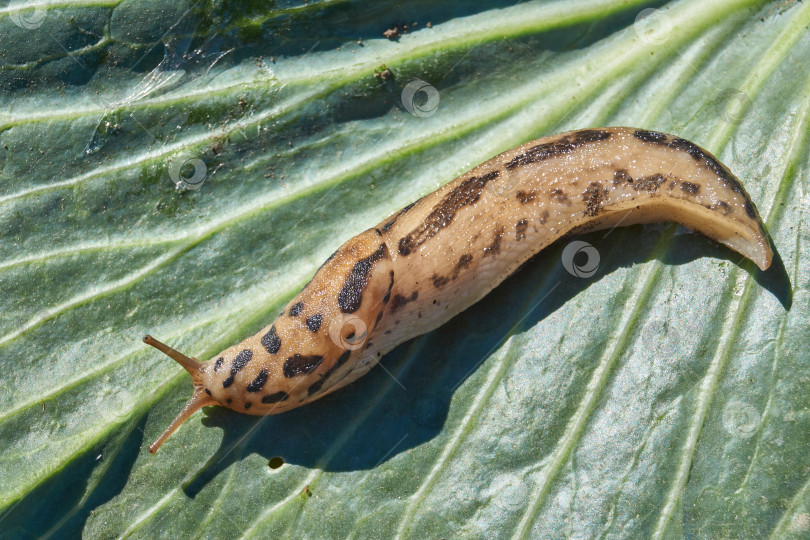 Скачать Большой слизняк (лат. Limax maximus) ползает по капустным листьям. фотосток Ozero