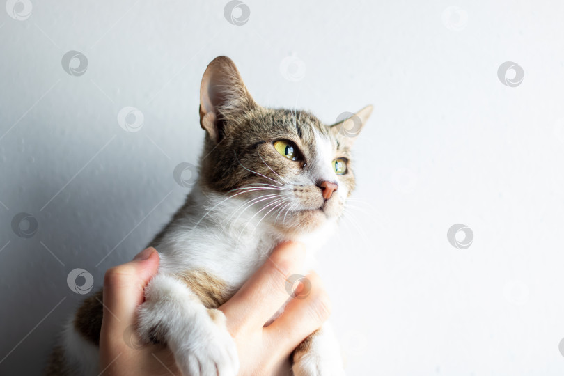 Скачать Человек бережно держит в руках коричнево-белую кошку фотосток Ozero