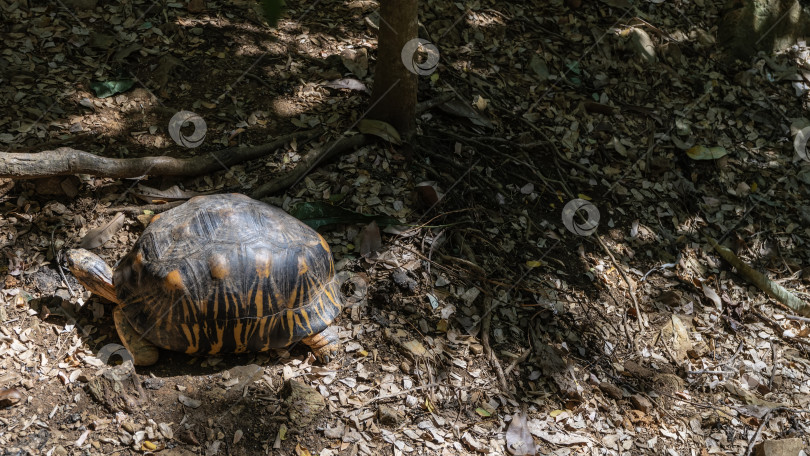 Скачать Прогуливается черепаха Astrochelys radiata, эндемичная для Мадагаскара. фотосток Ozero