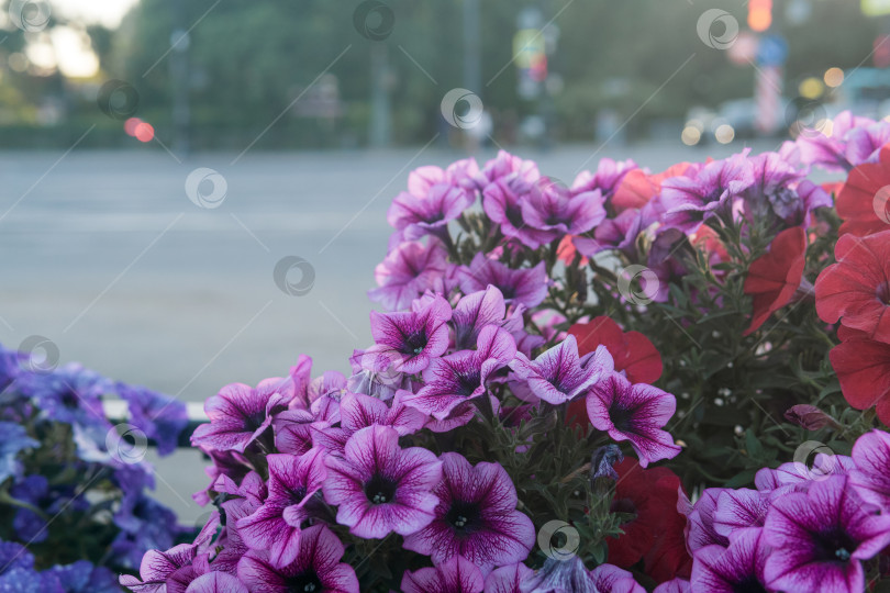 Скачать фиолетовые цветы петунии на городской улице, городская среда фотосток Ozero