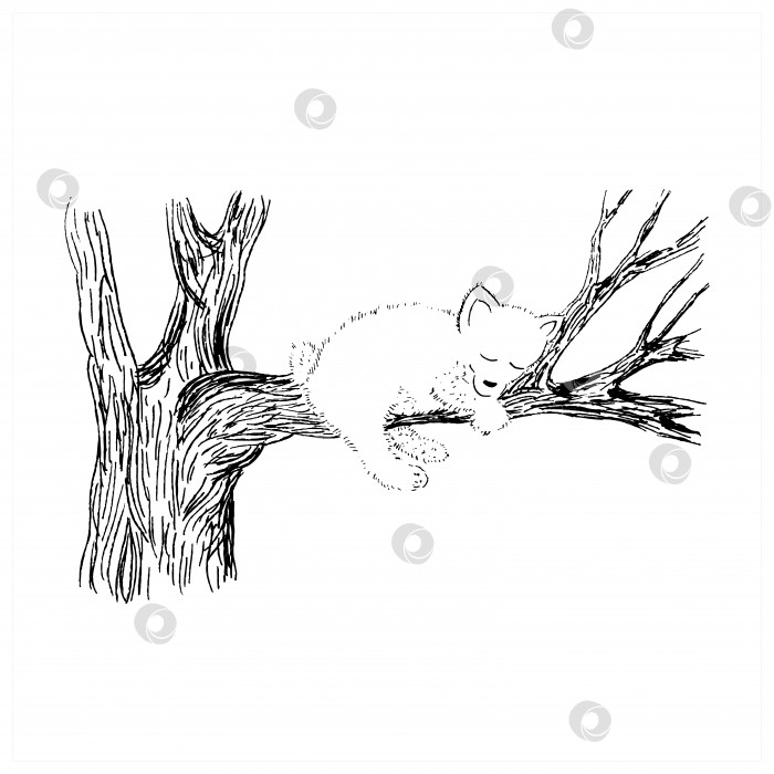 Скачать Спящий медведь, векторный эскиз. Милый медвежонок на стволе дерева.Нарисованная от руки иллюстрация. Мультяшное животное, изолированное на белом фоне фотосток Ozero