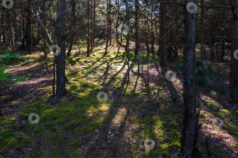 Скачать Сосновый лес вечером. Красивые тени от деревьев в лесу фотосток Ozero