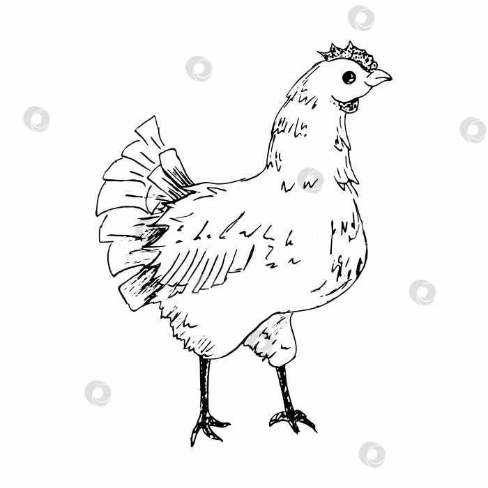 Скачать векторный эскиз курицы, нарисованный от руки цыпленок, эскиз курицы, нарисованная от руки черно-белая векторная иллюстрация, выделенная на белом фоне для вашего дизайна. фотосток Ozero