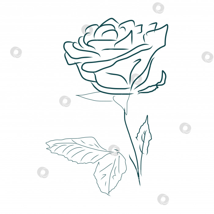 Скачать Роза, нарисованный от руки векторный эскиз, изолированный на белом фоне. фотосток Ozero