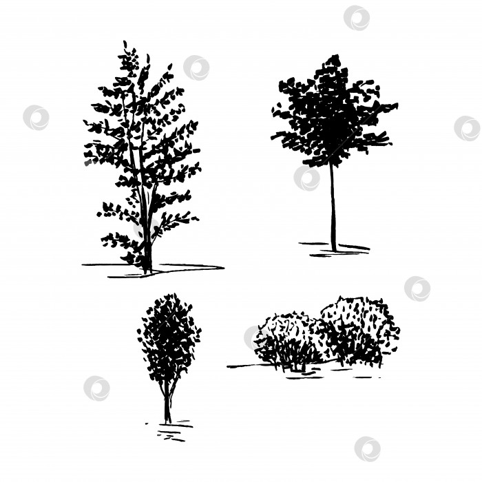 Скачать Эскиз деревьев, набор нарисованных от руки силуэтных деревьев, векторная иллюстрация, изолированная на белом фоне. фотосток Ozero