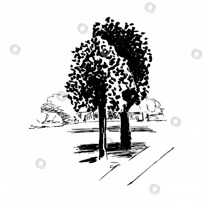 Скачать Эскиз деревьев, пейзажный эскиз, два дерева в парке, нарисованный от руки фрагмент городского пейзажа, векторная иллюстрация, выделенная на белом фоне. фотосток Ozero