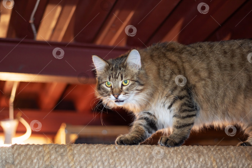 Скачать Кошачий кот с зелеными глазами сидел на деревянном кошачьем дереве фотосток Ozero