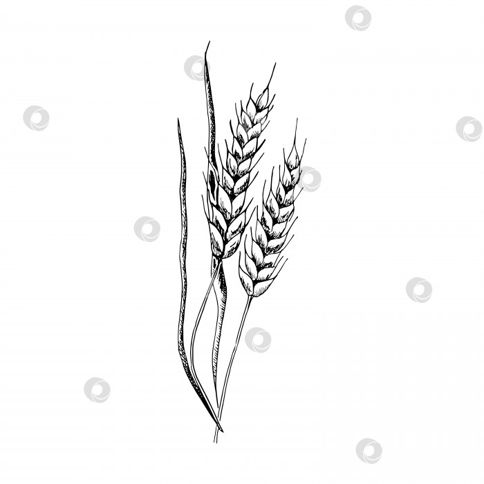 Скачать Набросок пшеницы. Нарисованный от руки колос пшеницы. Векторная иллюстрация в стиле эскиза, изолированная на белом фоне. фотосток Ozero