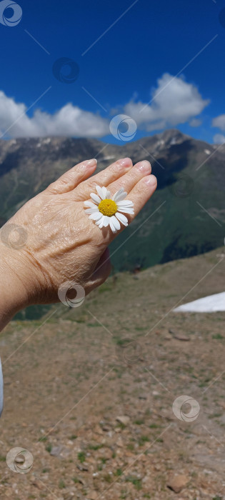 Скачать Ромашка в горах. фотосток Ozero