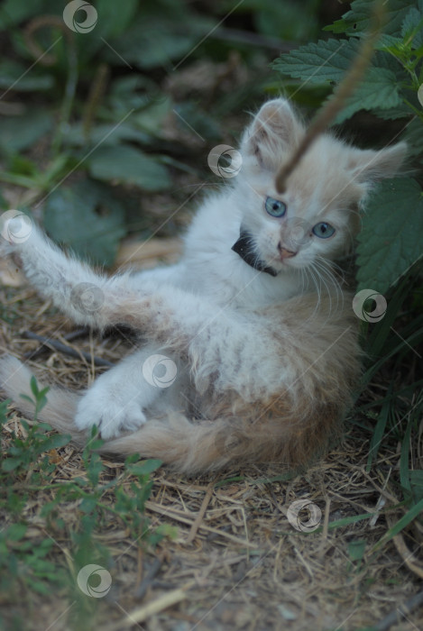 Скачать Котенок фотосток Ozero