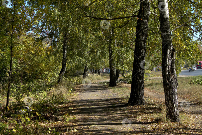 Скачать тропинка фотосток Ozero