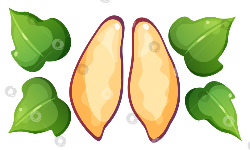 Скачать Векторная иллюстрация сладкого картофеля и батата. Набор овощей разных форм. Желтый овощ с фиолетовой кожурой, разрезанный пополам, листья сладкого картофеля. фотосток Ozero