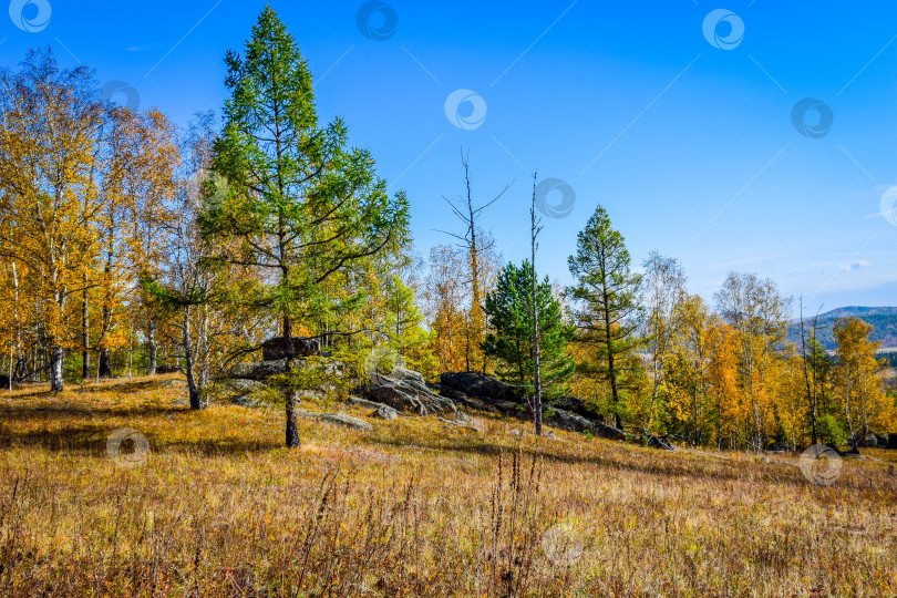 Скачать Древние горы Хакасии. Каменный парк. (Ширинские Столбы) фотосток Ozero