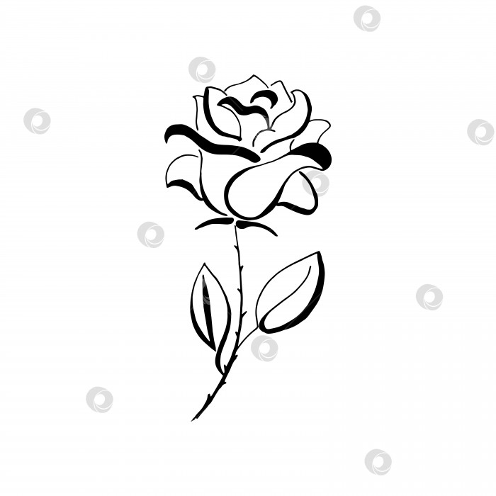 Скачать Цветок. Черная нарисованная от руки роза. Вектор, элемент дизайна. Выделенный на прозрачном фоне. Значок цветка. фотосток Ozero