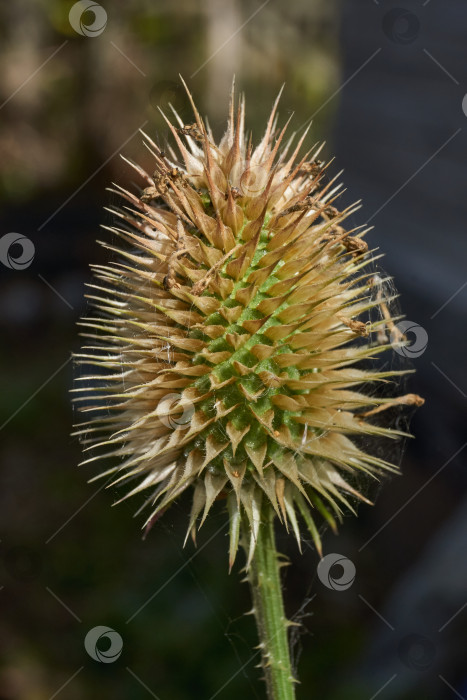 Скачать В саду расцвел чайный куст (по-латыни Dipsacus). фотосток Ozero