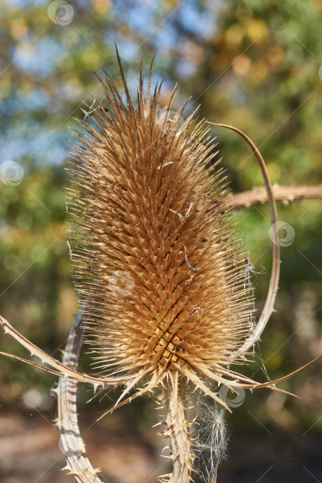 Скачать В саду расцвел чайный куст (по-латыни Dipsacus). фотосток Ozero