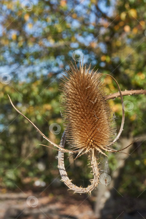 Скачать В саду расцвел чайный куст (по-латыни Dipsacus). фотосток Ozero