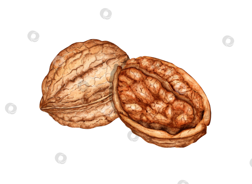 Скачать Половинка грецкого ореха и целая акварель фотосток Ozero