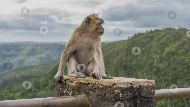 Скачать Обезьяна macaca fascicularis, питающаяся крабами, сидит на заборе фотосток Ozero