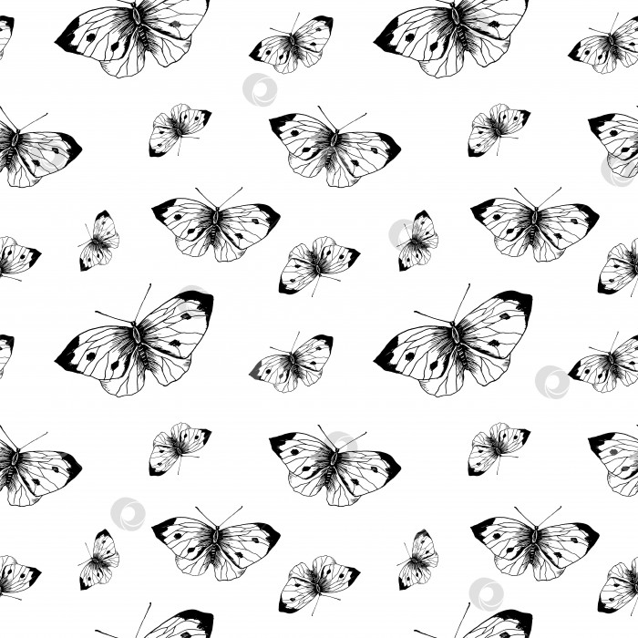 Скачать Эскиз бабочки с рисунком. Нарисованные от руки насекомые-бабочки капусты на белом фоне. Бесшовный векторный фон. фотосток Ozero