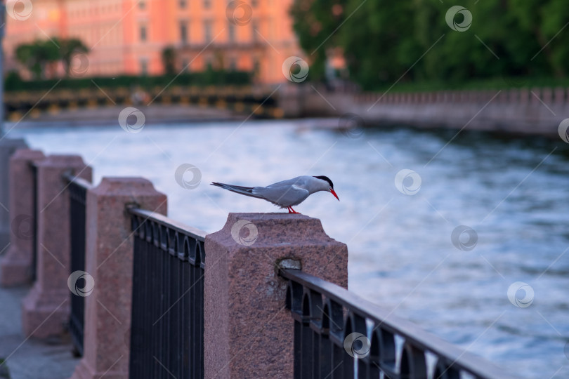 Скачать Обыкновенная крачка на гранитном парапете над водой фотосток Ozero