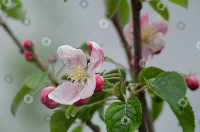 Скачать Цветок яблони крупным планом. фотосток Ozero