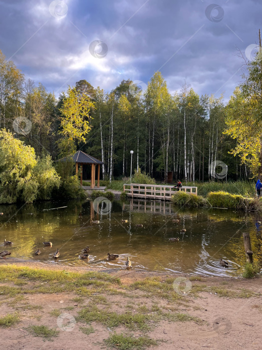 Скачать Городской парк с прудом и утками фотосток Ozero