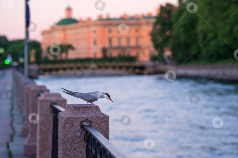 Скачать Обыкновенная крачка на гранитном парапете над водой фотосток Ozero