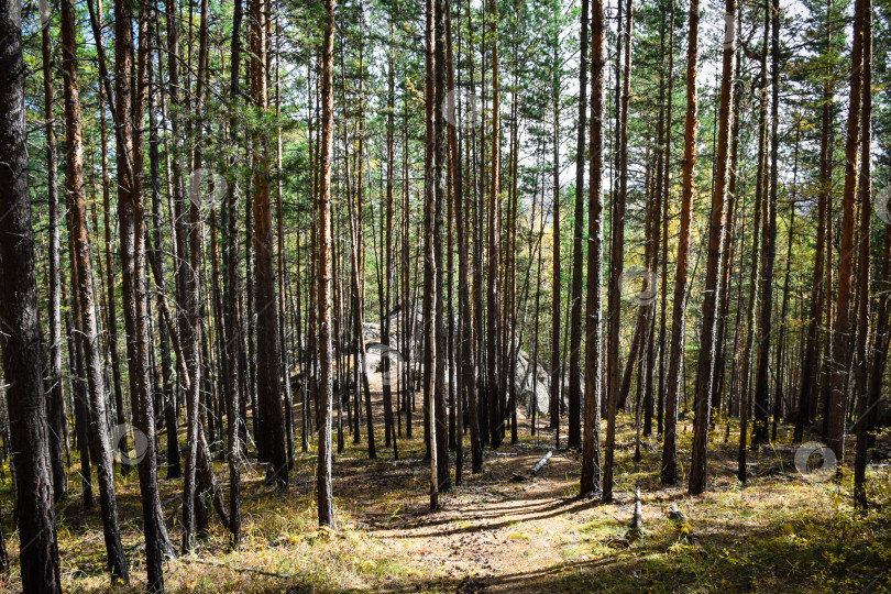 Скачать Древние горы Хакасии. Каменный парк. (Ширинские Столбы) фотосток Ozero