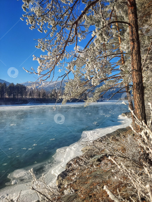 Скачать Зимнее утро у реки в горах Алтая. фотосток Ozero