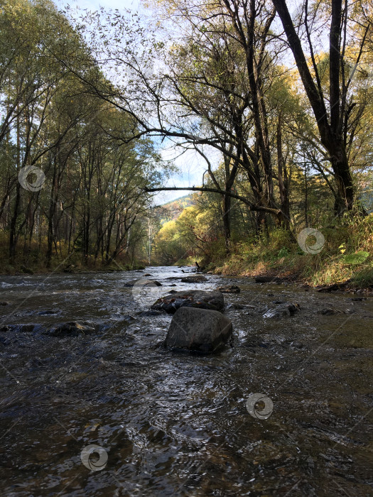 Скачать Горная река в лесу фотосток Ozero