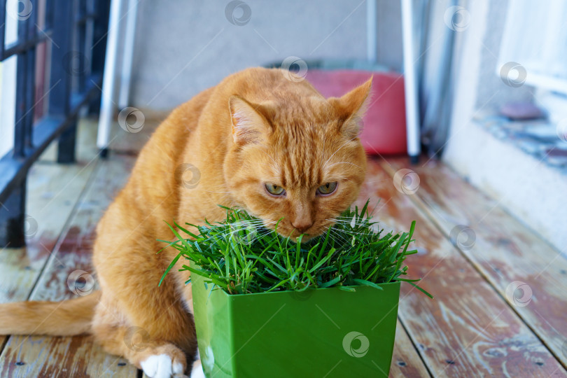 Скачать Домашний рыжий кот. Кот и горшок с травой. Рыжий кот ест траву. фотосток Ozero