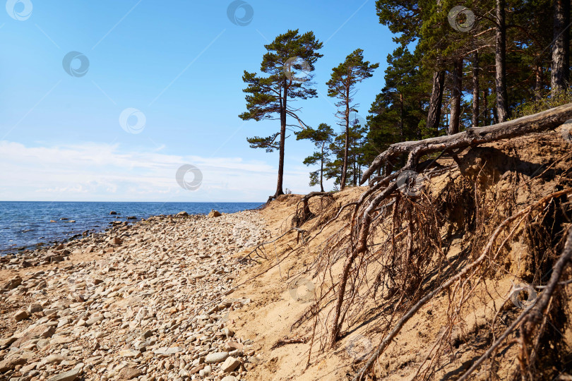 Скачать Сосны на пляже в солнечный летний день. . фотосток Ozero