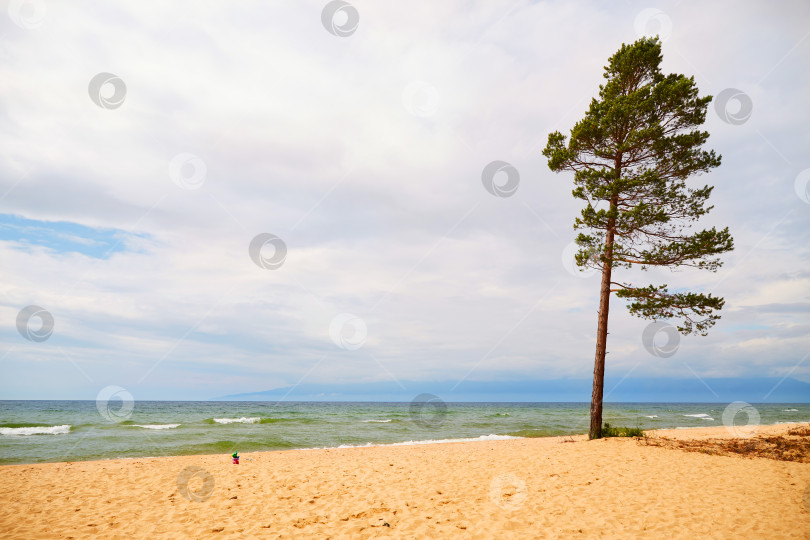 Скачать Летний морской пейзаж. Одинокая сосна на песчаном пляже фотосток Ozero