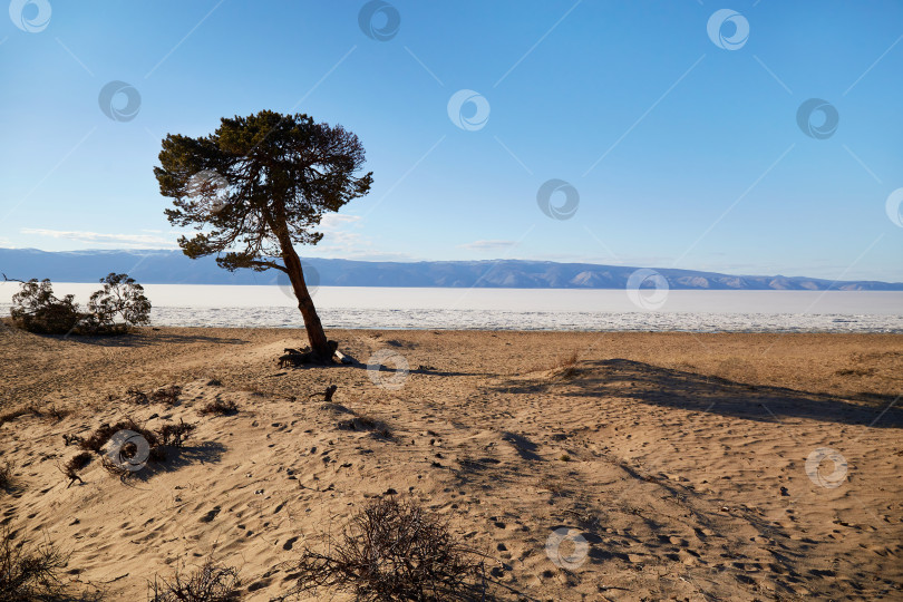 Скачать Сосна на песчаном пляже Сарайской бухты острова Ольхон. фотосток Ozero